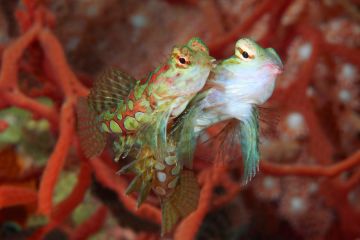 Finding love on the Reef