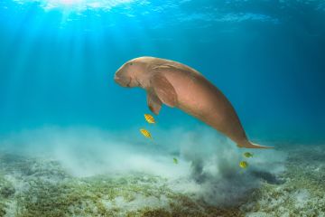 Spotted from above: Innovative aerial surveys help monitor the Reef’s dugongs