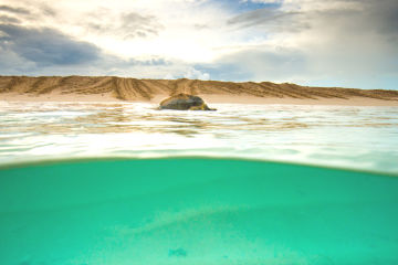 Raine Island Recovery Project