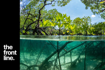 On the front line with the mighty mangroves 