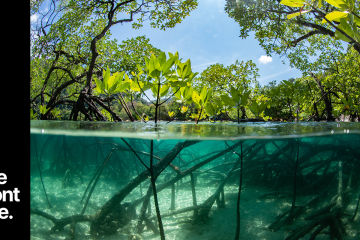 On the front line with the mighty mangroves 