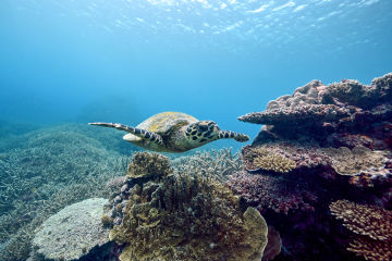 Coles commits $10 million to help protect the Great Barrier Reef