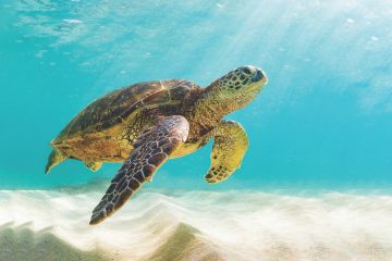 Turtle Swimming
