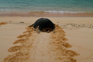 Turtle returning from nesting at Raine Island