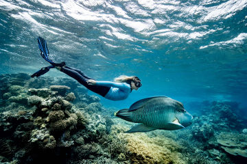 Snorkeller swims next to a Humphead Maori Wrasse