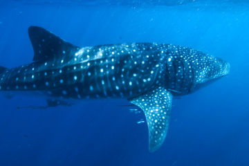 Whale Shark