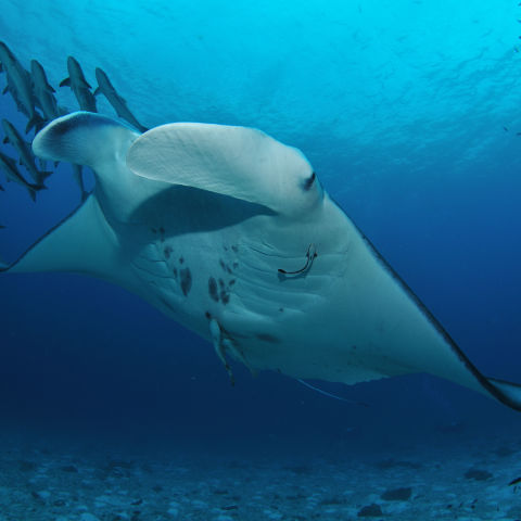 Lady Elliot Island