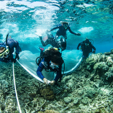 Reef restoration