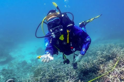 Planting heat tolerant corals