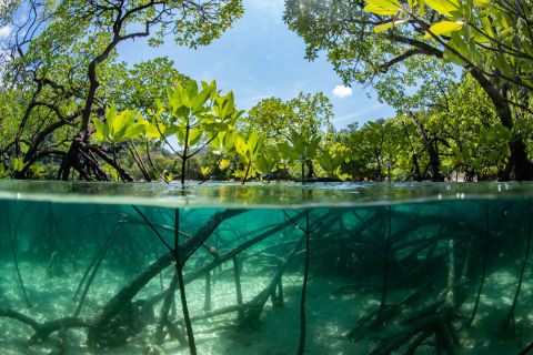 Wet Tropics Local Action Plan Case Study