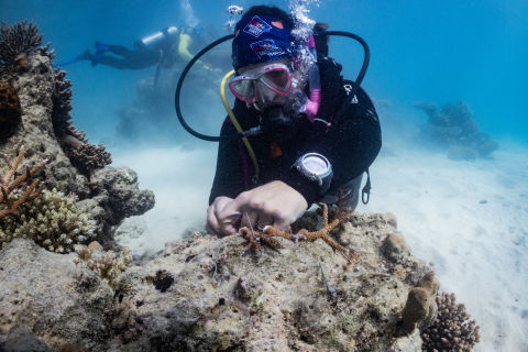 Coralpalooza in Port Douglas with Sailaway