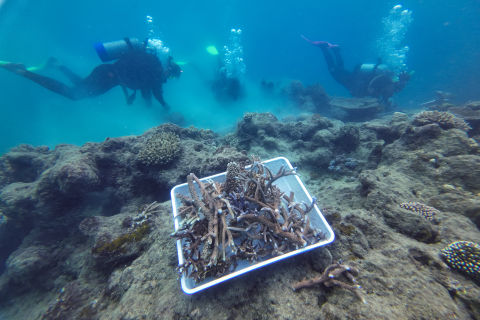 Coral fragments