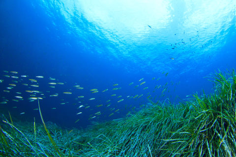 Seagrass nurseries