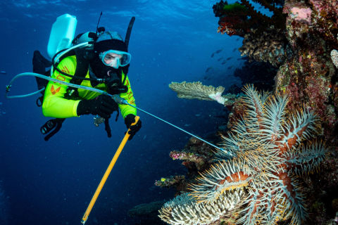 Protecting corals