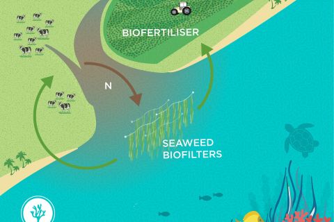 Network of seaweed biofilters – Stage 1: Concept design and Stage 2: Field trials