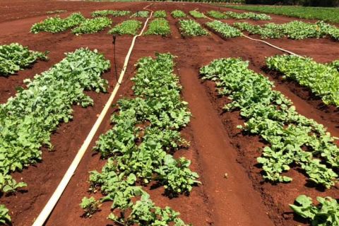 #LessisMore – Seeding behaviour change in the Bundaberg community