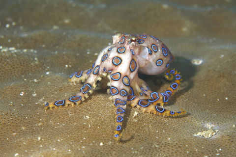 Blue-Ringed Octopus