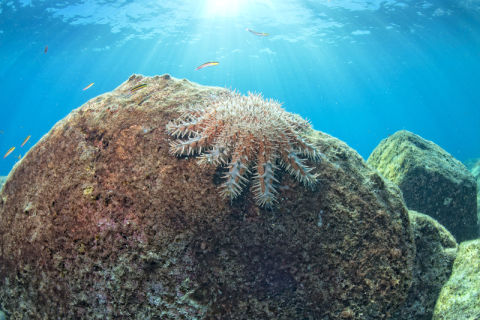 Crown-of-Thorns Starfish Control