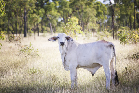 Understanding the role of regenerative grazing management practices in improving land condition and water quality 
