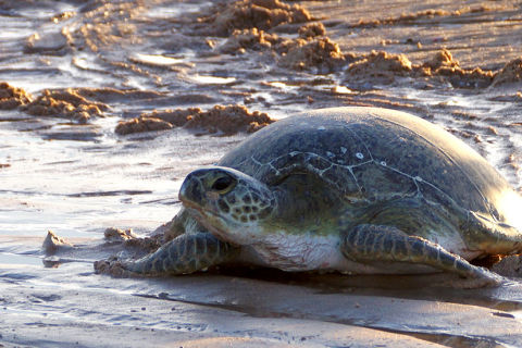Townsville Urban Marine Debris Strategy Development