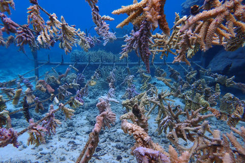 Drawaqa Marine Conservation Trust