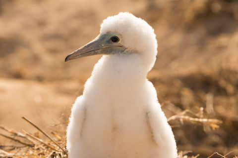 Seabird monitoring