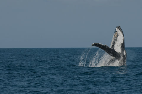 Humpback Whale