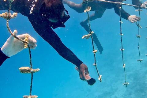Ocean Toa