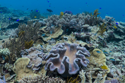 Whitsunday reef monitoring for long-term health