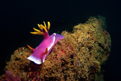Great Barrier Reef health monitoring and training project