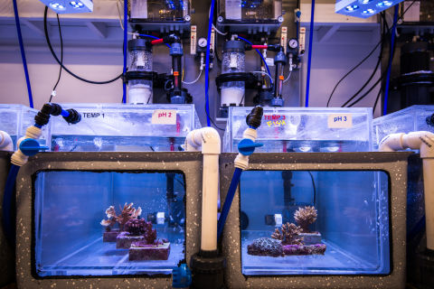 Automated aquaculture