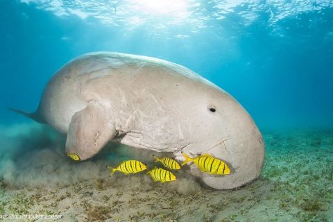 Dugong monitoring