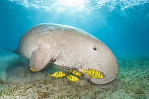 Animals - Great Barrier Reef Foundation - Great Barrier Reef Foundation Animals - Great Barrier Reef Foundation - Great Barrier Reef Foundation
