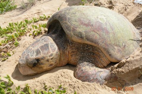 Wreck Rock Turtle Monitoring Project