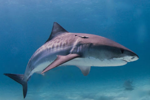 Sharks