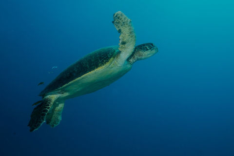 Green Turtle