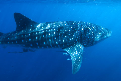 Whale Shark