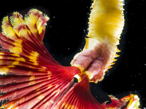 Sabellid Worm