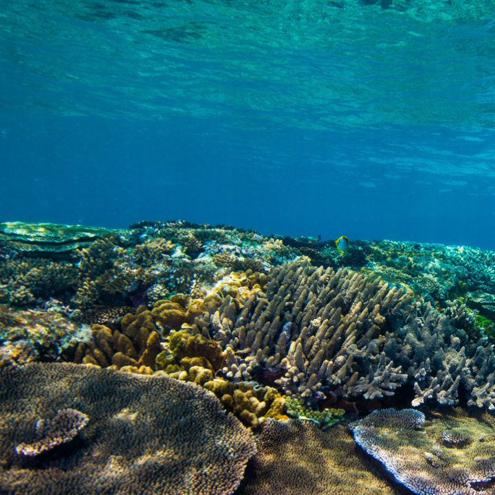 Nesting season at Raine Island