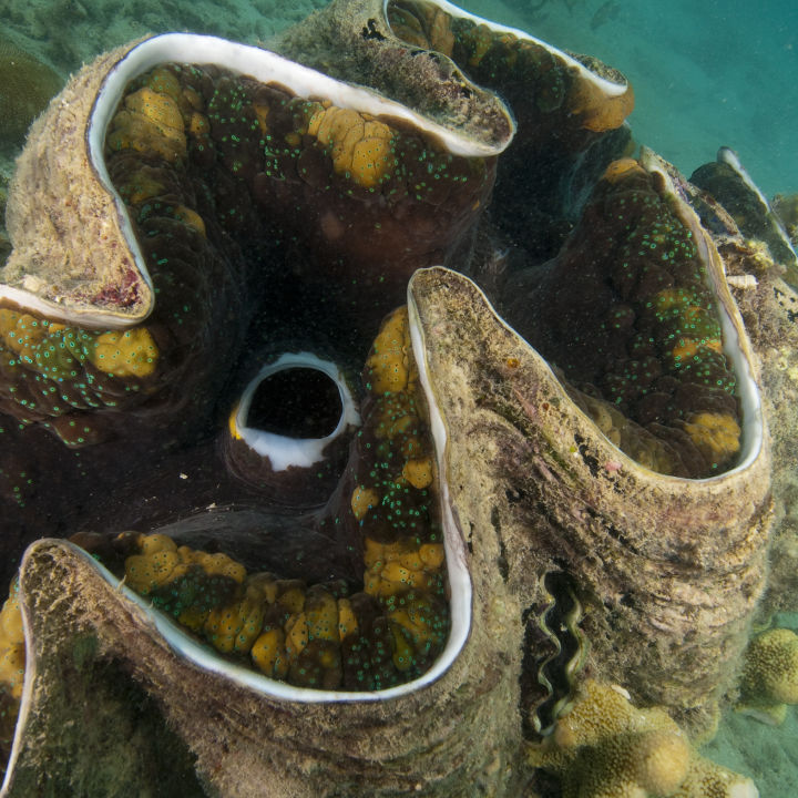 This 200kg mollusc can live up to 100 years