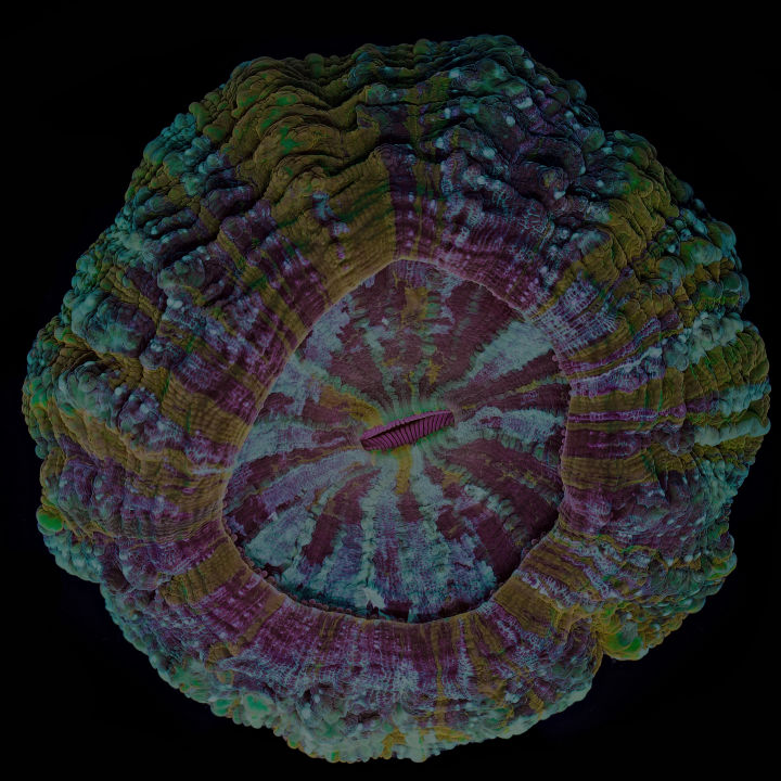 Acanthophyllia