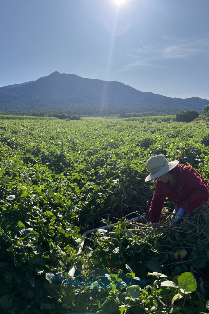 Biomass sampling of legumes. Credit Farmacist