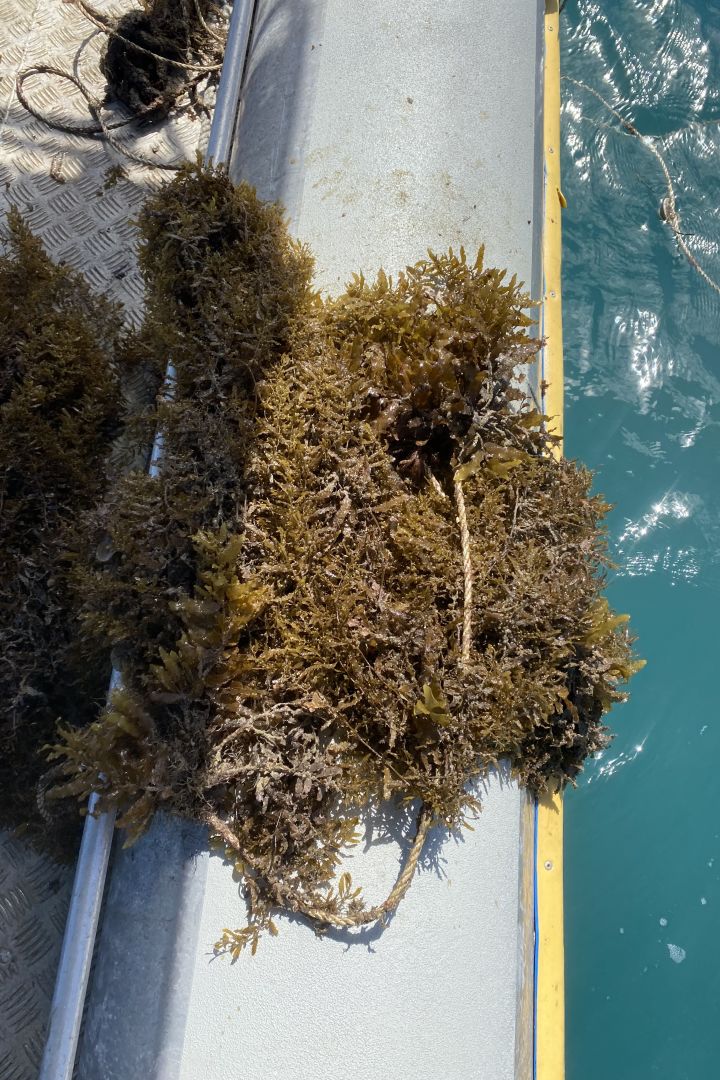 Source: Australian Seaweed Institute