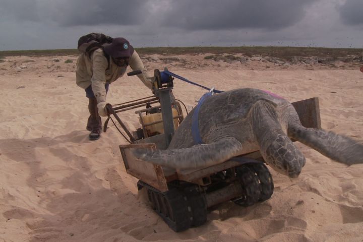 Green turtle being returned to water at Raine Island