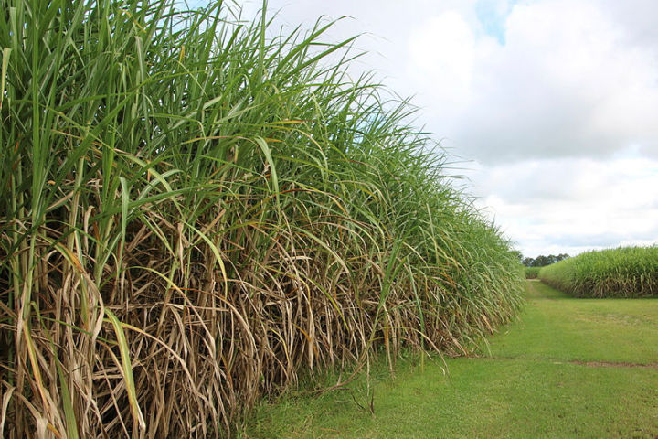 Stand over cane in the Lower Herbert. Credit: GBRF 
