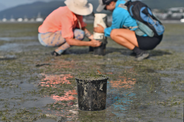Restoring seagrass at Pioneer Bay, Whitsundays. Credit: Johnny Gaskell