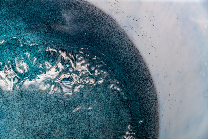 RRAp Moving Corals Lead Christopher Doropoulos and Moving Corals CSIRO colleague George Roff developed a new technique to stain coral larvae blue. The protocol is simple and rapid (taking less than 60 minutes), easily scalable to large numbers (a million
