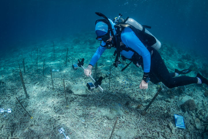 Moore Reef Collaborative Monitoring Project April 2023
Partnership between RRAP and Cairns Port Douglas Reef Hub, project led by Matt Curnock, CSIRO, to share knowledge for long-term monitoring of RRAP corals deployed at Moore Reef