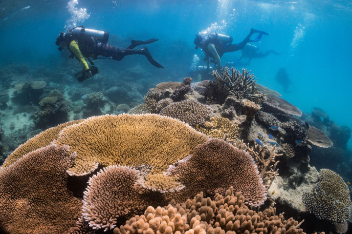 Coralpalooza in Port Douglas with Sailaway