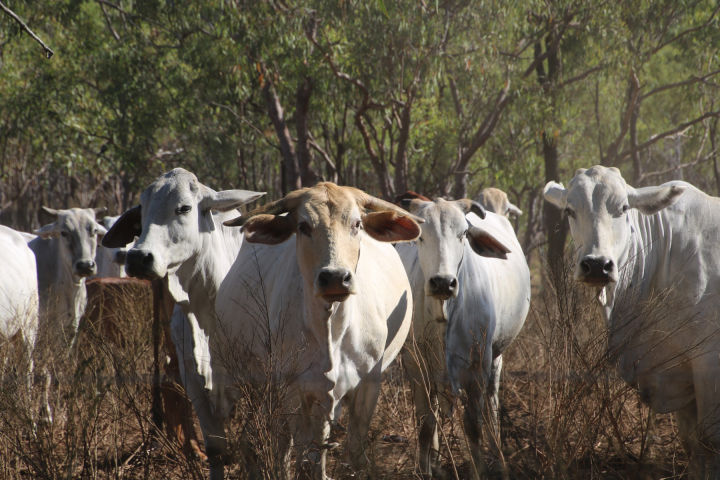 Landscape regeneration is the key to increasing sustainable beef production on White Kangaroo Station. Credit: Colleen James/GBRF